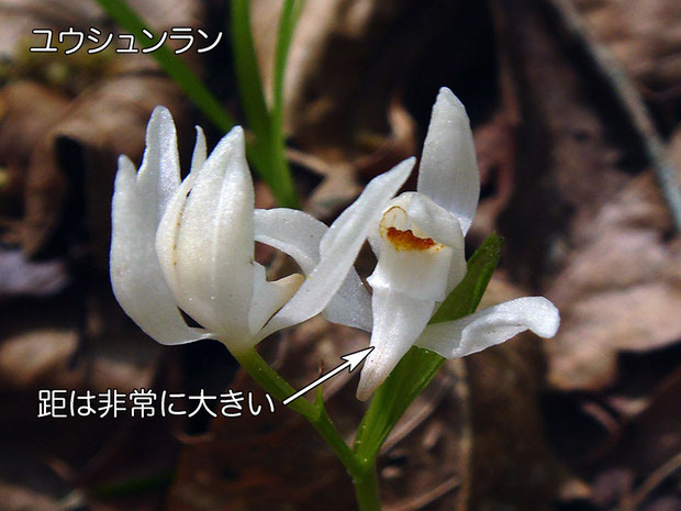 ＃８　ユウシュンランは花の形状が異なり、距も大きい。　2015.04.26　栃木県