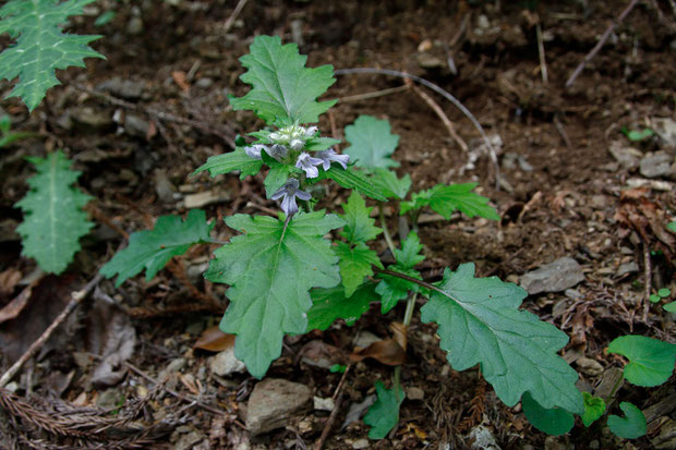 オウギカズラ (扇葛)　シソ科 キランソウ属　少し時期が早く、2株だけ花が咲いていた