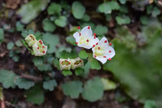 ハナネコノメ　開花しようとしている花・開花直後の花は、とても初々しい