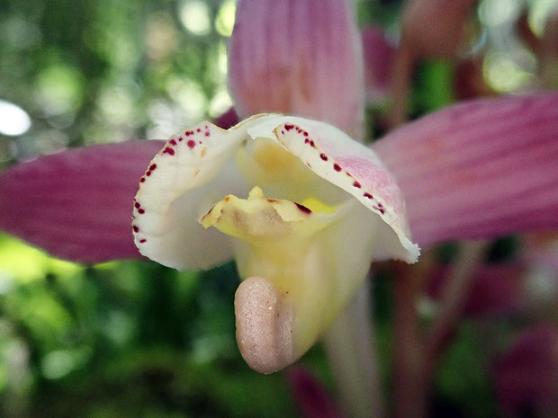 ショウキランの花　　距の先端が丸く突き出した、面白い形をしている