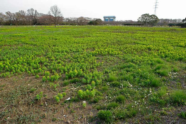 　サクラソウ自生地。　今は一面にノウルシが生えます。　右手前にはアマナの小群生も。