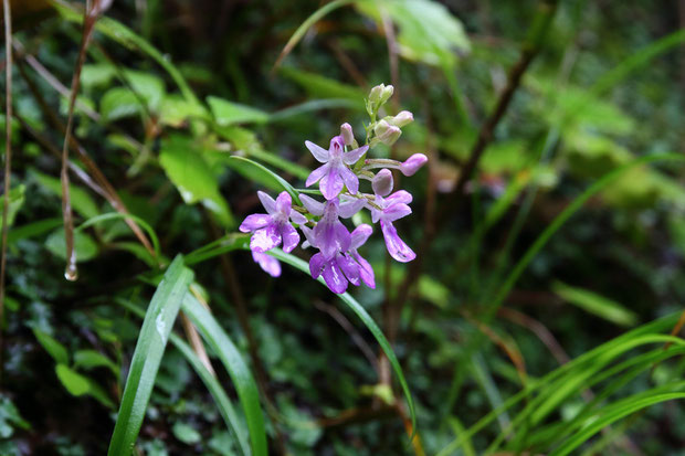 雨に濡れそぼった花もまたイイね。　恐ろしく不安定な場所に咲いていた