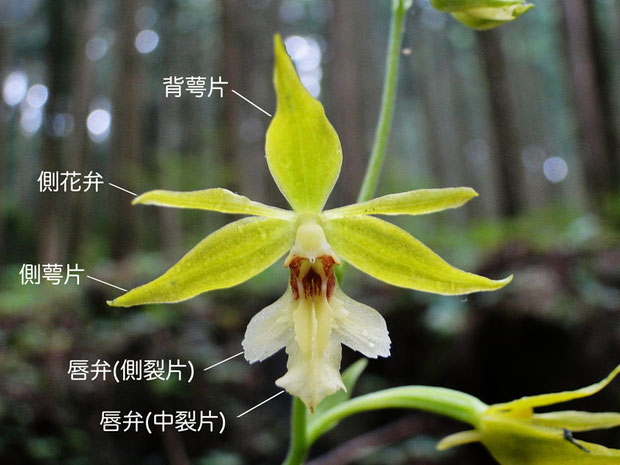 キンセイランの花の構造（背萼片、側花弁、側萼片、唇弁、側萼片、中裂片）