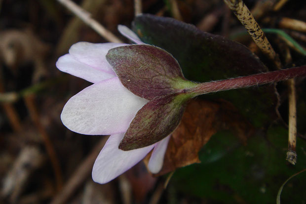 花弁に見える白っぽい部分は萼片で、萼片に見える部分は3片からなる茎葉です。　花弁はありません