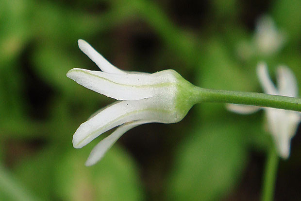 ステゴビルの花の側面