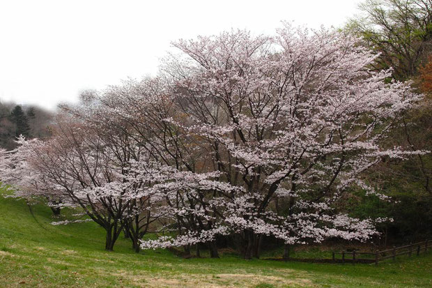 立派な桜の木があった