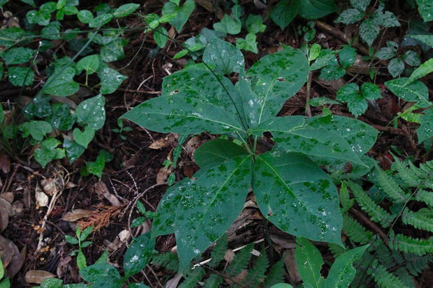 　葉は茎の中ほどに数対つく。長さは8〜17cm、幅3〜5cm。先端は尖り、基部はくさび形。葉柄がある。