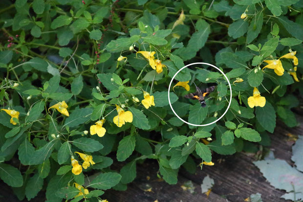 ホウジャクが来ていたが...　1つの花に1〜2秒しか滞在せず、素早く飛び回るのでまったく捉えられない