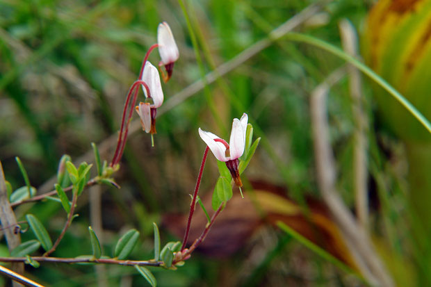 　ツルコケモモ　(蔓苔桃)　ツツジ科 スノキ属