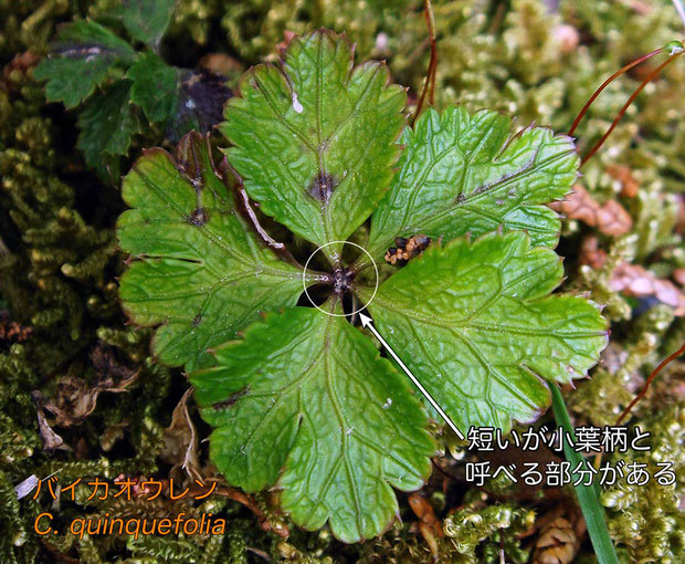 ＃６　バイカオウレン Coptis quinquefolia の葉　　2013.04.20　長野県