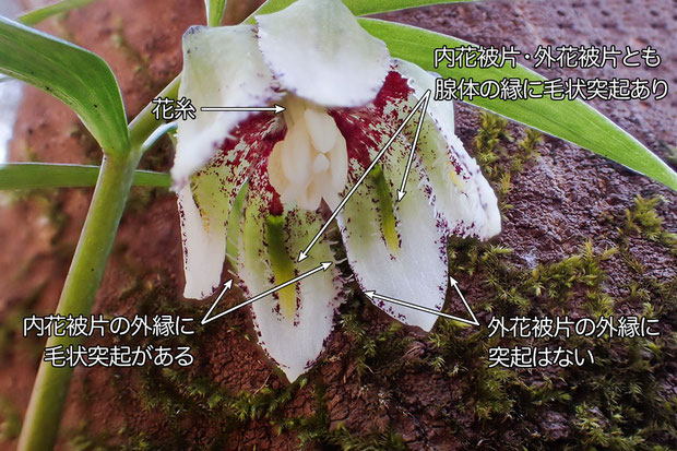 ＃１２　コシノコバイモの花　2017.03.26　新潟市　alt=165m