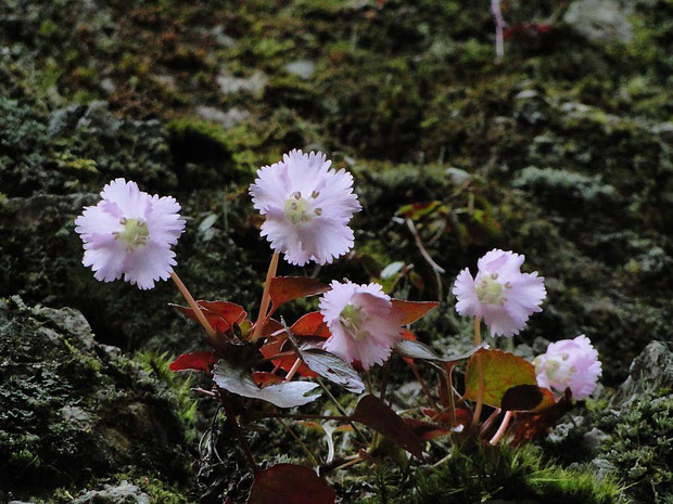 トクワカソウ　2010.04.03　岐阜県　奥美濃