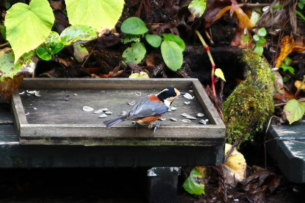 ヤマガラ。自然が豊かなので野鳥も多そうです。