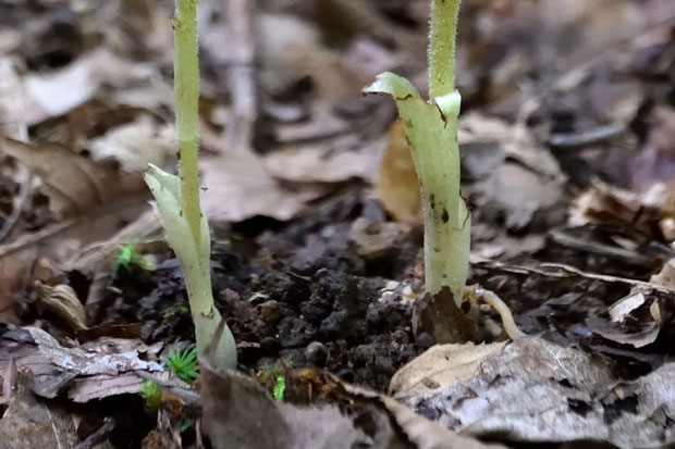 ＃１４　カイサカネランの茎の基部には鞘状葉がある