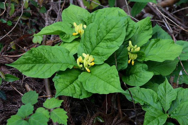 カキノハグサ (柿の葉草)　ヒメハギ科 ヒメハギ属　　この仲間には好きな花が多い