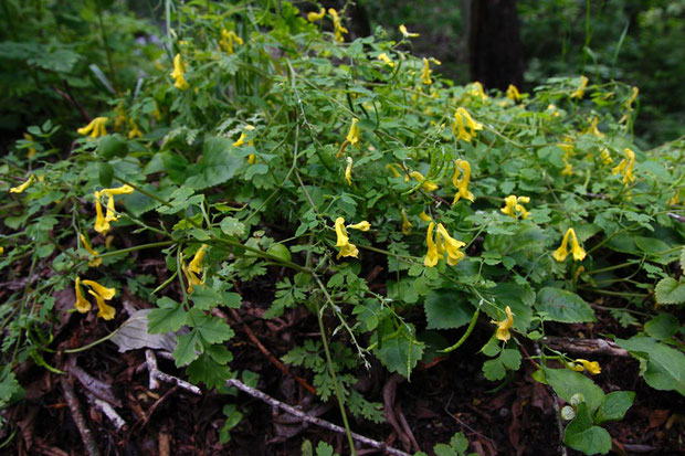 ミヤマキケマン　(深山黄華鬘)　ケシ科 キケマン属　でいいのかな？　草刈りされたのか、背が低い