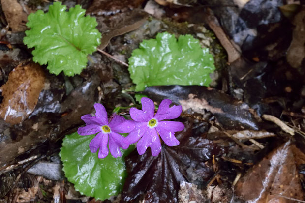 イワザクラ　　可憐で美しい色の花でしょう？