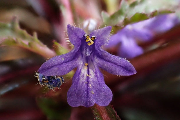 タチキランソウの花の正面　上唇が2裂して立ち上がる