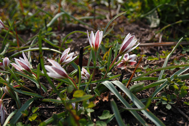 花は少し閉じていましたが、そのために花被片の外面の色を楽しめました