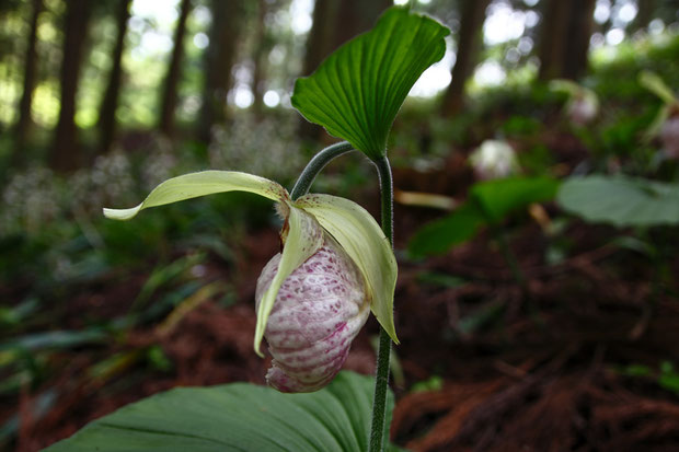 クマガイソウの花の側面