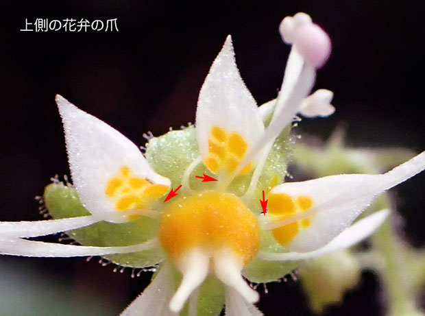 ハルユキノシタの花の拡大-1　　赤い矢印部が花弁の爪