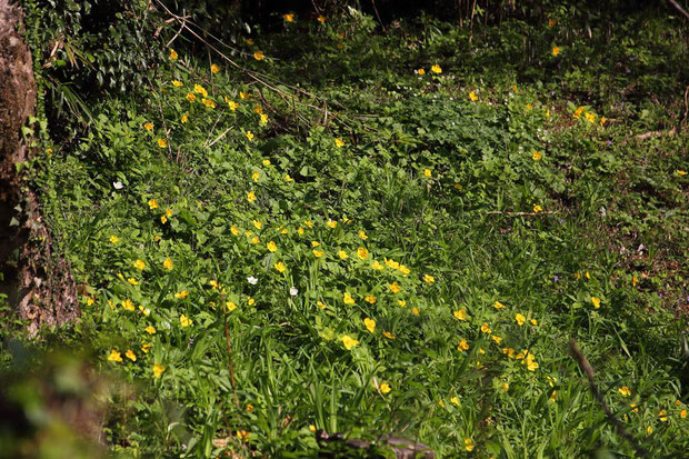 ヤマブキソウ (山吹草)　ケシ科 ヤマブキソウ属　　イチリンソウやニリンソウなども一緒に咲いていた