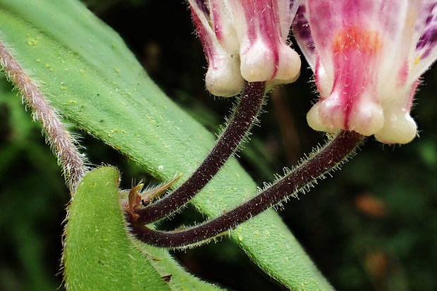 茎には上向きの毛が密生します。葉にも毛があり、花柄には腺毛が生えます。花被の外側にも微毛が。