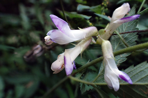 ヤブマメの花　　この植物は地中でも閉鎖花をつけ、果実を稔らせるそうです