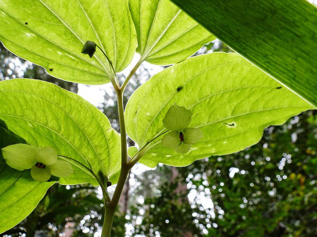 花はほぼ真下を向いているので撮影が大変！