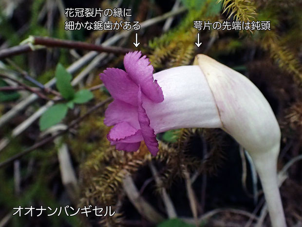 オオナンバンギセルの花の側面