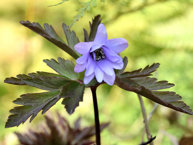 キクザキイチゲ　白色の花も美しいが、ブルーにも目を奪われる