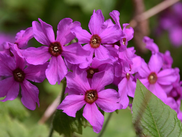 花の径は2〜3cm、花喉部は濃赤褐色。　筒部は長さ1.5〜2cm（＊１）