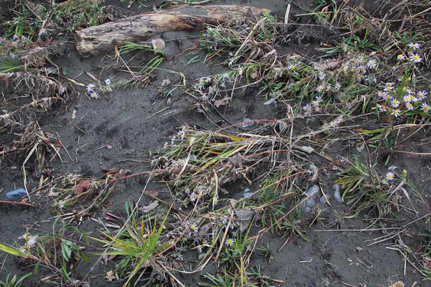 川に近い領域では氾濫が起こり、カワラノギクもなぎ倒されていました