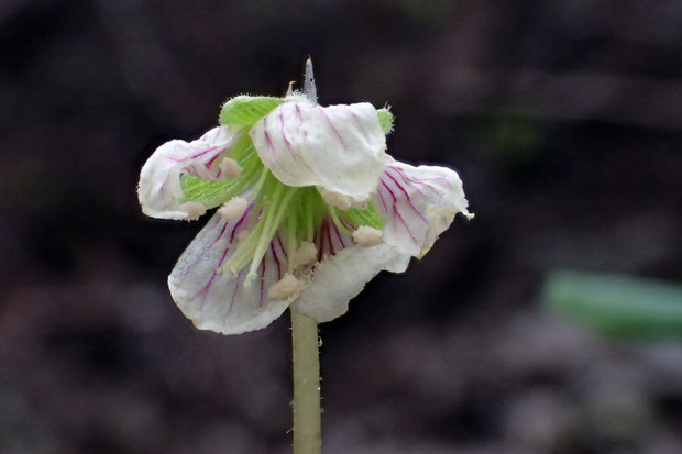 オオヤマカタバミ (大山酢漿草)　カタバミ科 カタバミ属　　やっと見つけた花は咲き始めでこのような状態