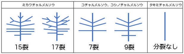 ＃１８　チャルメルソウの仲間の花弁の模式図