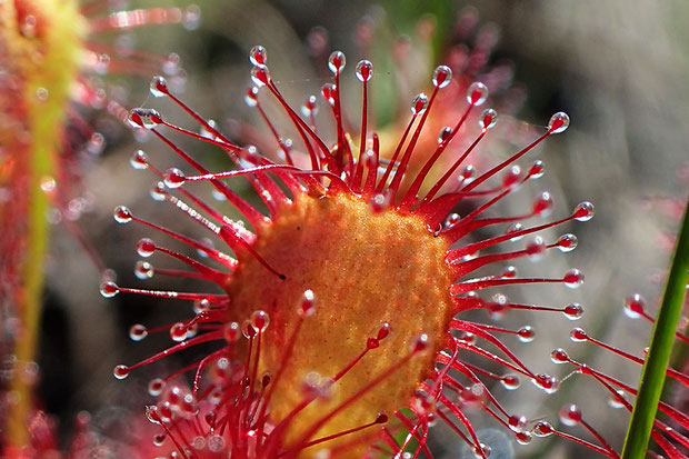 トウカイモウセンゴケは葉に密生させた腺毛からは透明な粘液を分泌し、虫を捕らえます