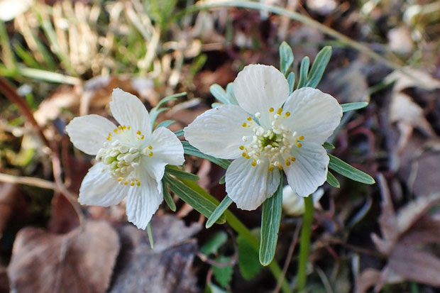 シロバナセツブンソウの花　　2019.02.24　秩父市