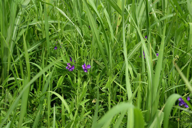 ヨシなど他の植物に埋もれるように、レンリソウが咲いていた　　2017.05.04　埼玉県　alt=5m