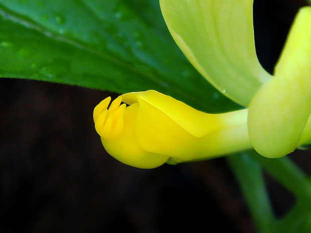 カキノハグサの花の先端部の付属体