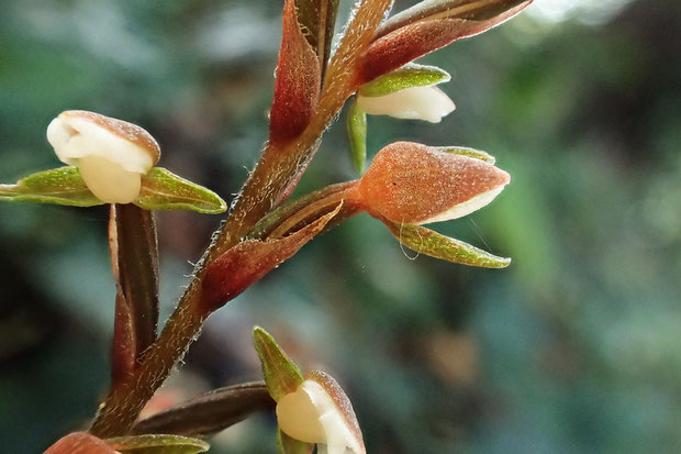 淡い茶色の背萼片は、帽子のようでかわいい。　苞の長さは花柄子房とほぼ同長