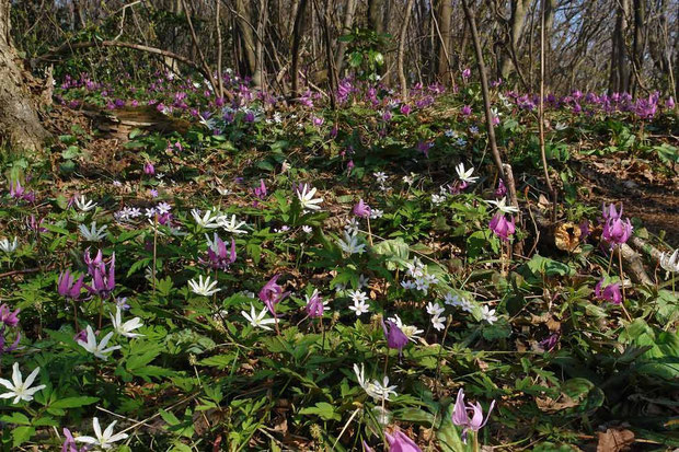 オオミスミソウ、キクザキイチゲ、カタクリ、ミチノクエンゴサク...　右隅に白花のカタクリも。