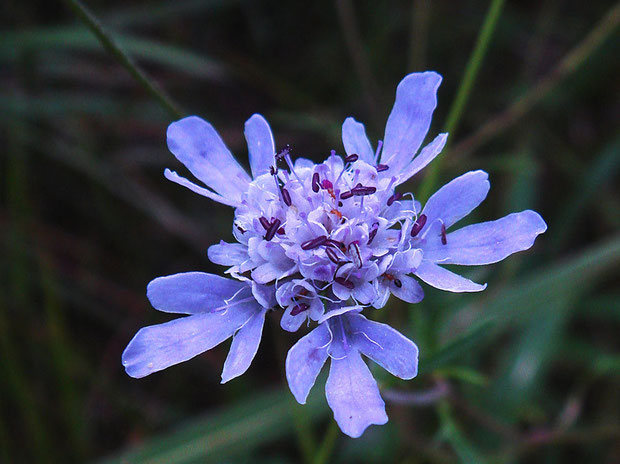 ミカワマツムシソウの花はマツムシソウと比べてずっと小さい（直径1〜2cm）。　舌状花の数も少ないです。