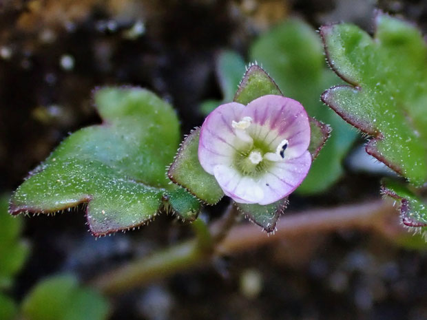 イヌノフグリの花の径は3mmほどで、帰化植物のオオイヌノフグリの1/3ほどしかない小ささ