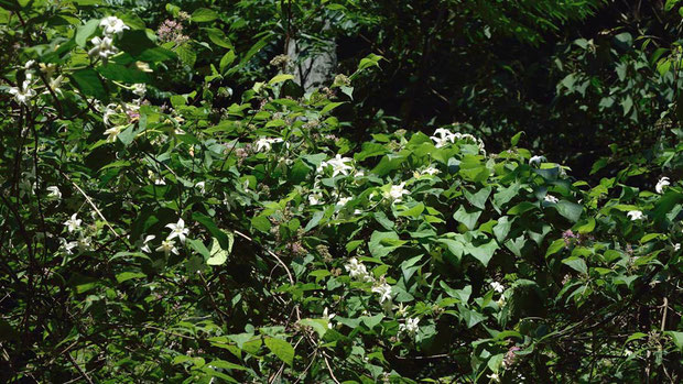 他の木に絡みつき、蔓を伸ばし、多数の花を咲かせていた