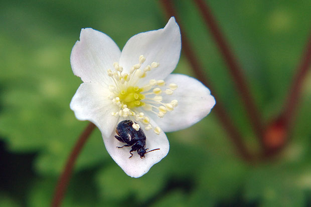 ＃２５　ニリンソウの花を訪れたルリマルノミハムシ