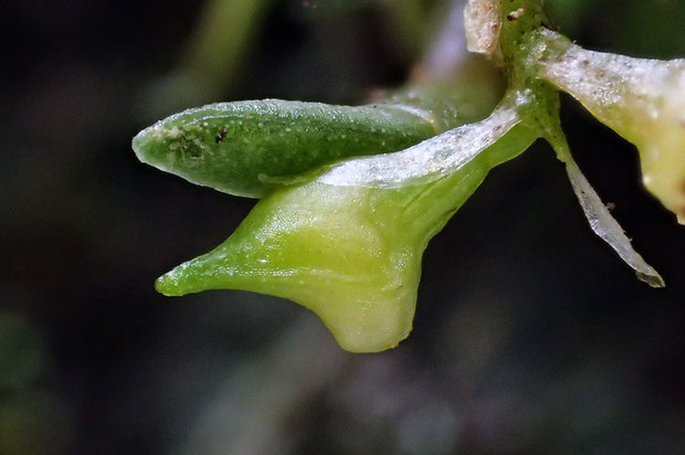 こちらも未開花。　透明感がある。　しかしなんという小さい花だろう。　長さは3mmほどか。