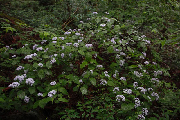 コアジサイ (小紫陽花)