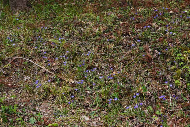 ハルリンドウ (春竜胆)　リンドウ科　　思いがけず出会えました