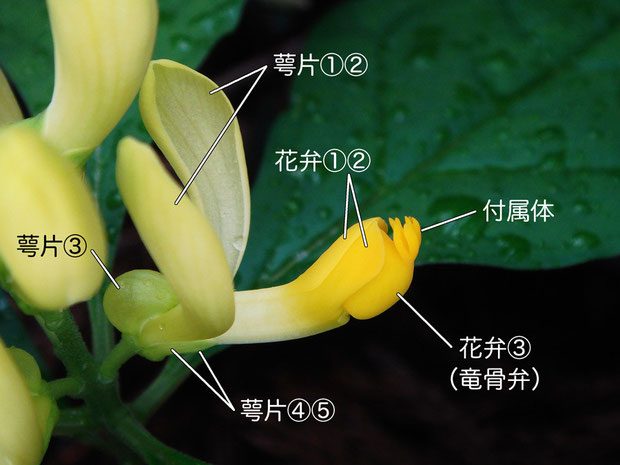 カキノハグサの花の構造（花弁、萼片、竜骨弁、付属体）