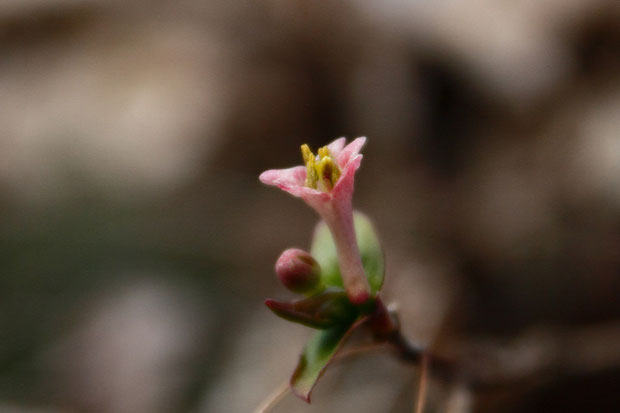 ウグイスカグラ　一つだけ開きかけた花が